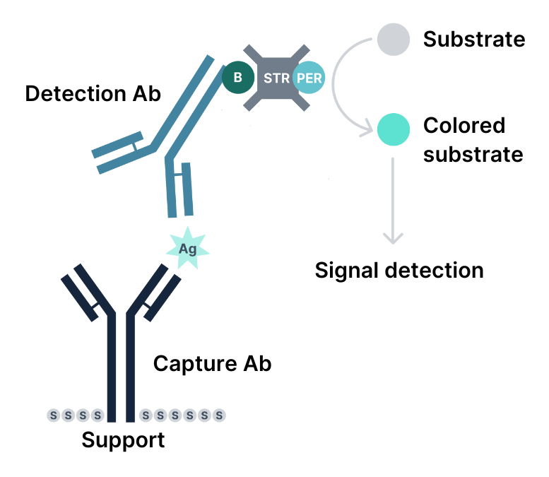 Sensitive Detection of SAN HQ - ELISA SensoPlus | ArcticZymes